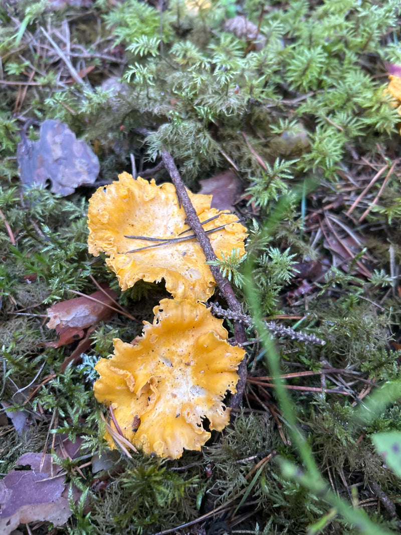 Veri finferli — foto 2 di 15