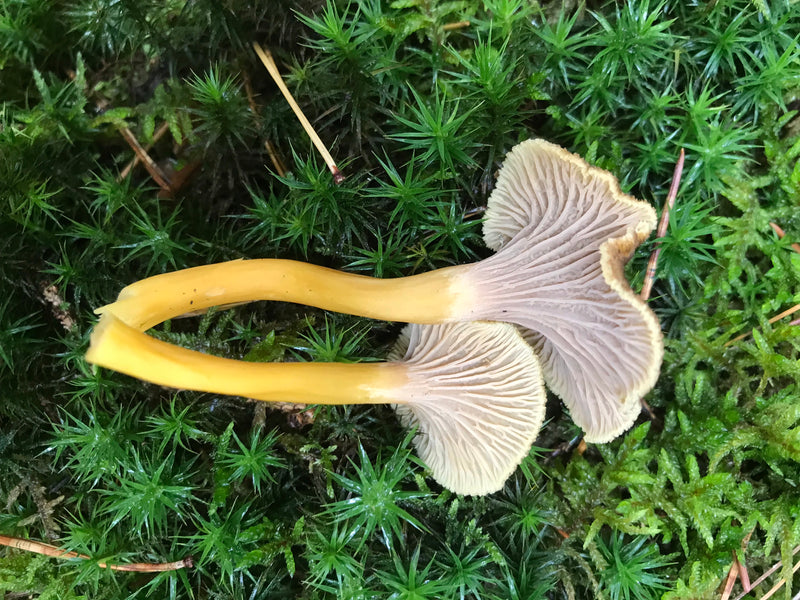 Veri finferli — foto 4 di 15