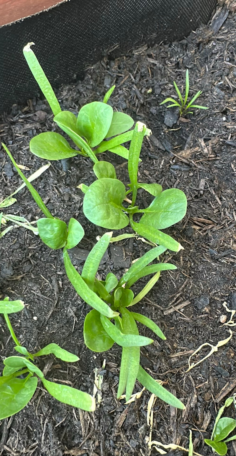 spinaci — Bild 3