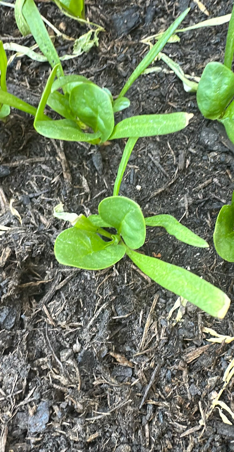 spinaci — Bild 2