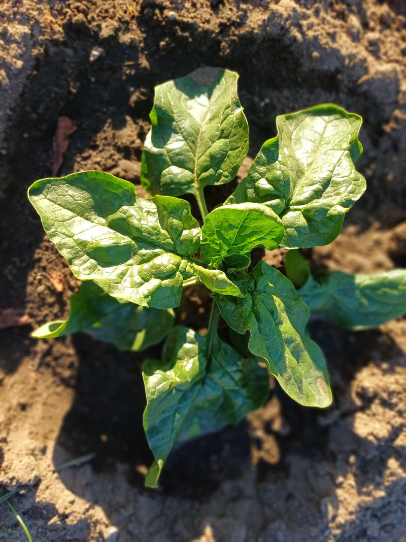 spinaci — Bild 1