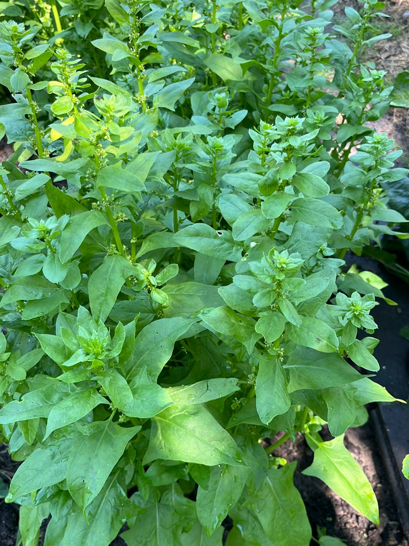 Si vede un gruppo denso di piante di spinaci con foglie verdi e steli eretti in un'aiuola del giardino. La prospettiva guarda dall'alto verso il basso sulla ...