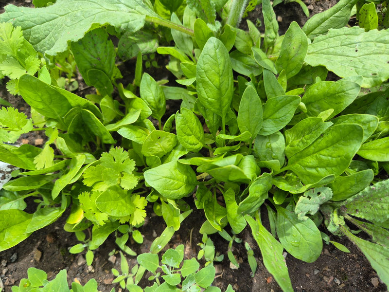 Si vede una pianta di spinaci in crescita densa con foglie verde brillante in un'aiuola. Le foglie tipiche sono vicine l'una all'altra sul terreno.