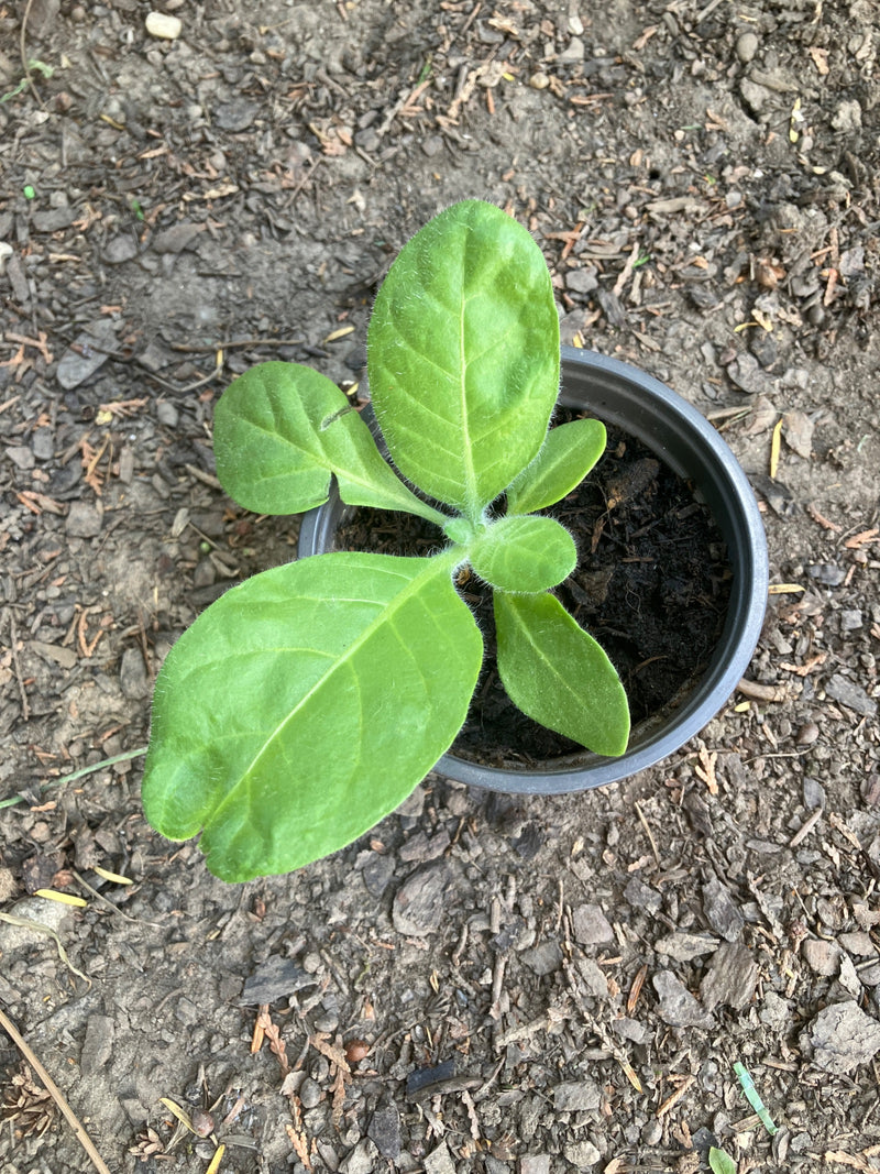 pianta del tabacco — Bild 1