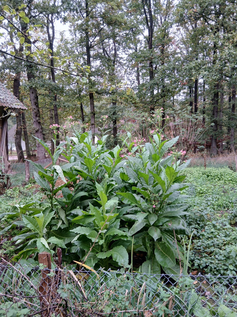 Diverse piante di tabacco in fiore con grandi foglie verdi e infiorescenze rosa chiaro crescono in un giardino davanti a un bosco.