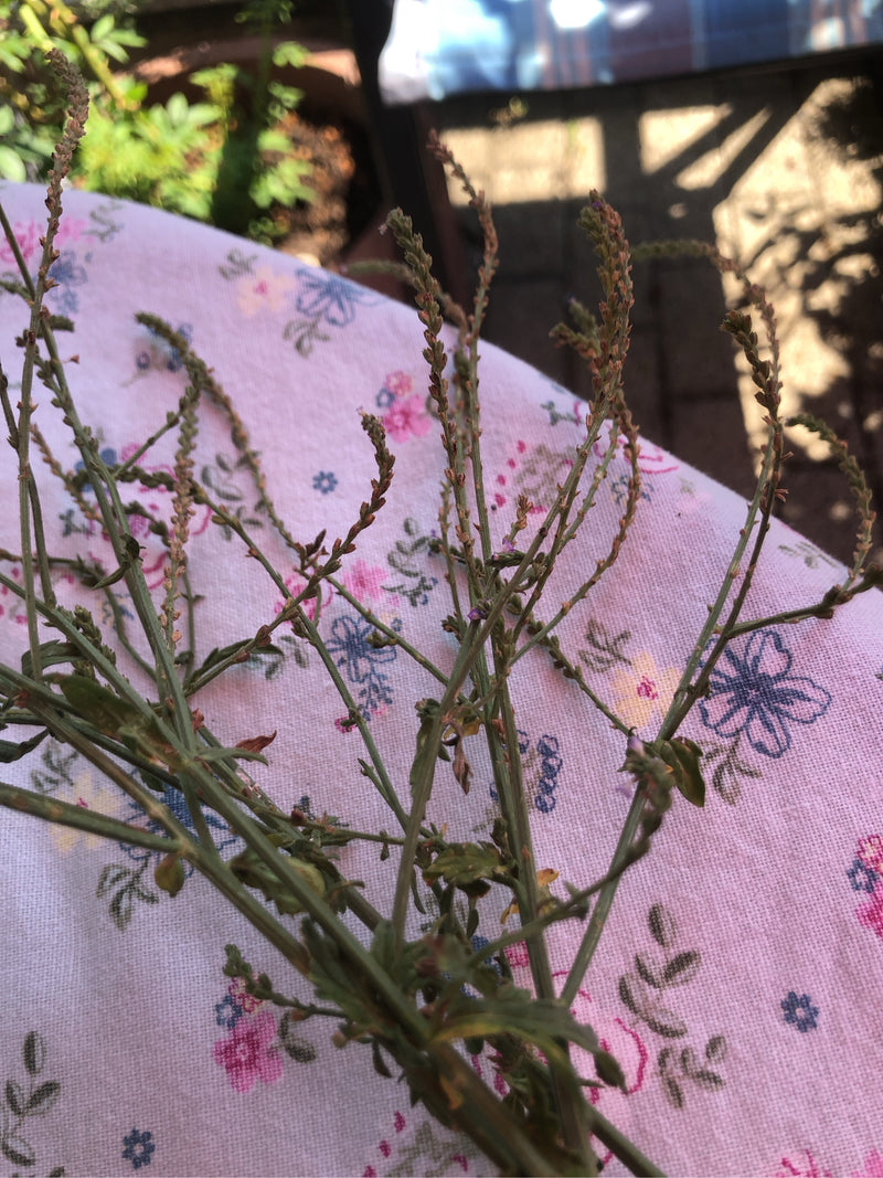Verbena — Bild 1