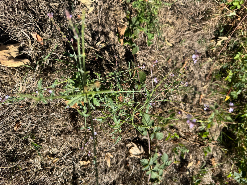 L'immagine mostra una pianta di verbena in fiore con le sue tipiche infiorescenze delicate su un prato secco. Lo scatto è orientato verso il basso.
