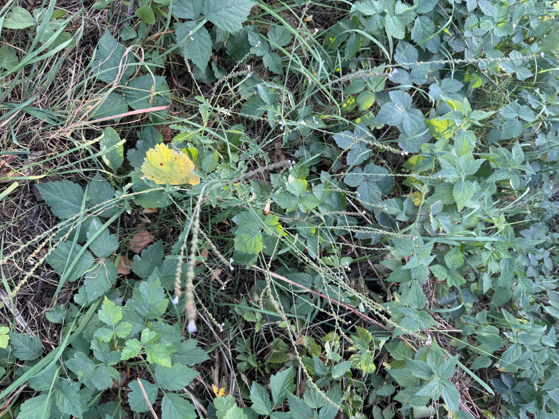 Verbena — foto 3 di 15
