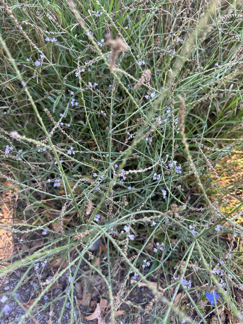 Una pianta di verbena comune in fiore, con le sue caratteristiche spighe ramificate e piccoli fiori viola, cresce tra l'erba ai margini di una strada.
