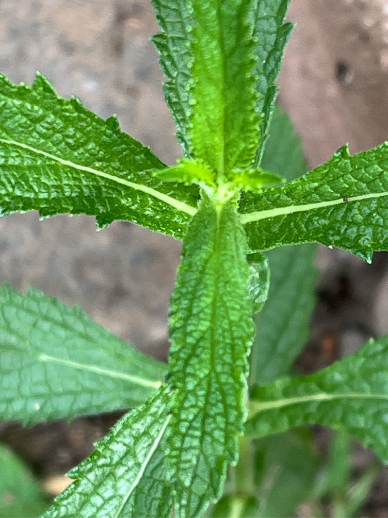 Si vede il fogliame verde e il fusto eretto di una verbena dall'alto. Le foglie dalla forma tipica hanno una superficie strutturata.