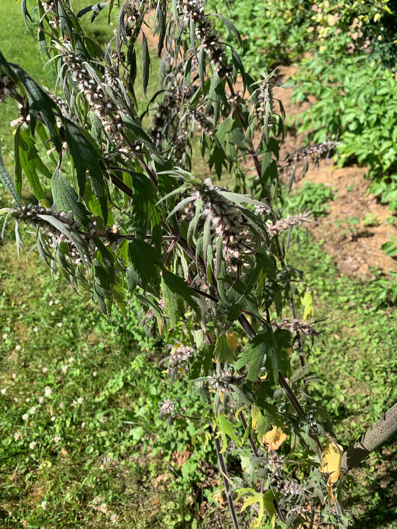 Si vede una pianta adulta di cardiaca con caratteristiche foglie lobate e fiori verticillati. Lo scatto mostra la parte superiore della pianta su uno sfondo ...