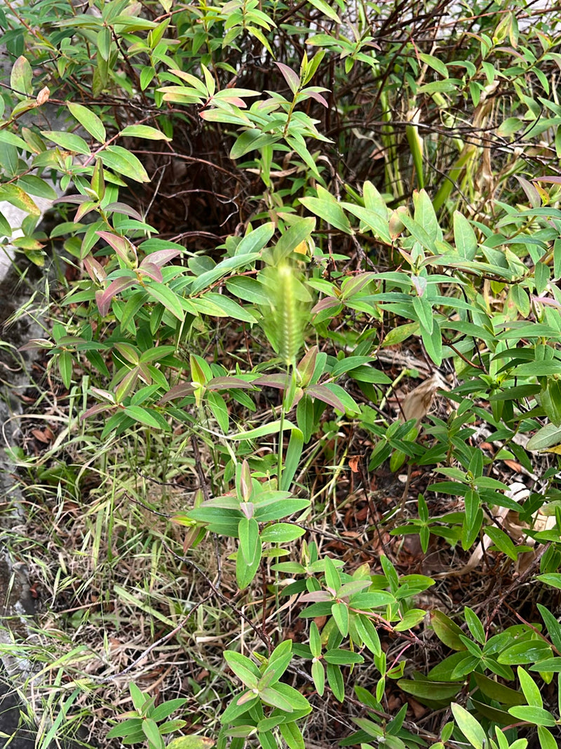 Erba di San Giovanni — Bild 2