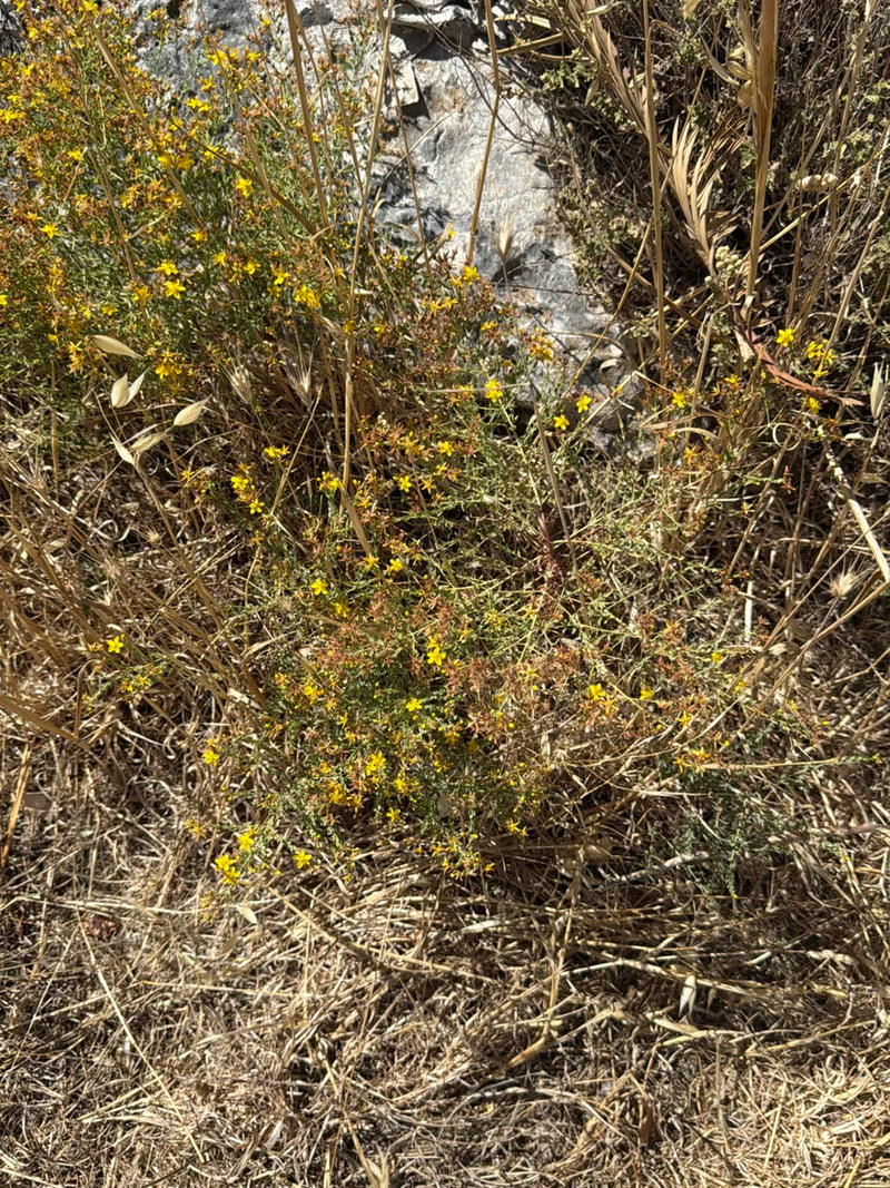L'immagine mostra una pianta di erba di San Giovanni in fiore con i tipici fiori gialli. Cresce in un ambiente secco tra pietre ed erba secca.