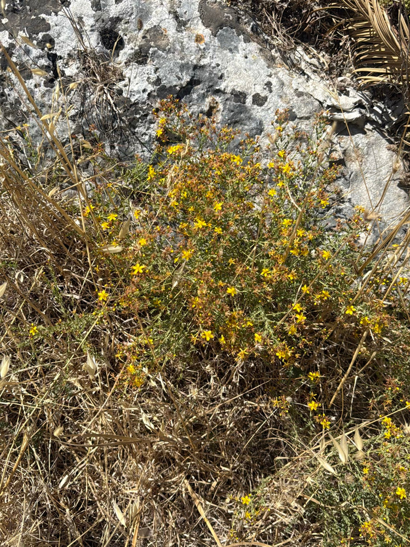 Si vede una pianta in fiore con piccoli fiori gialli davanti a un ambiente roccioso. La pianta cresce nell'erba secca.