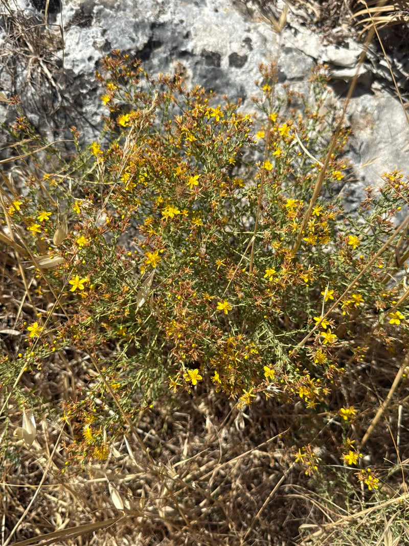 Si vede una pianta di iperico in fiore con caratteristiche pietre gialle. Cresce su uno sfondo roccioso in mezzo all'erba secca.