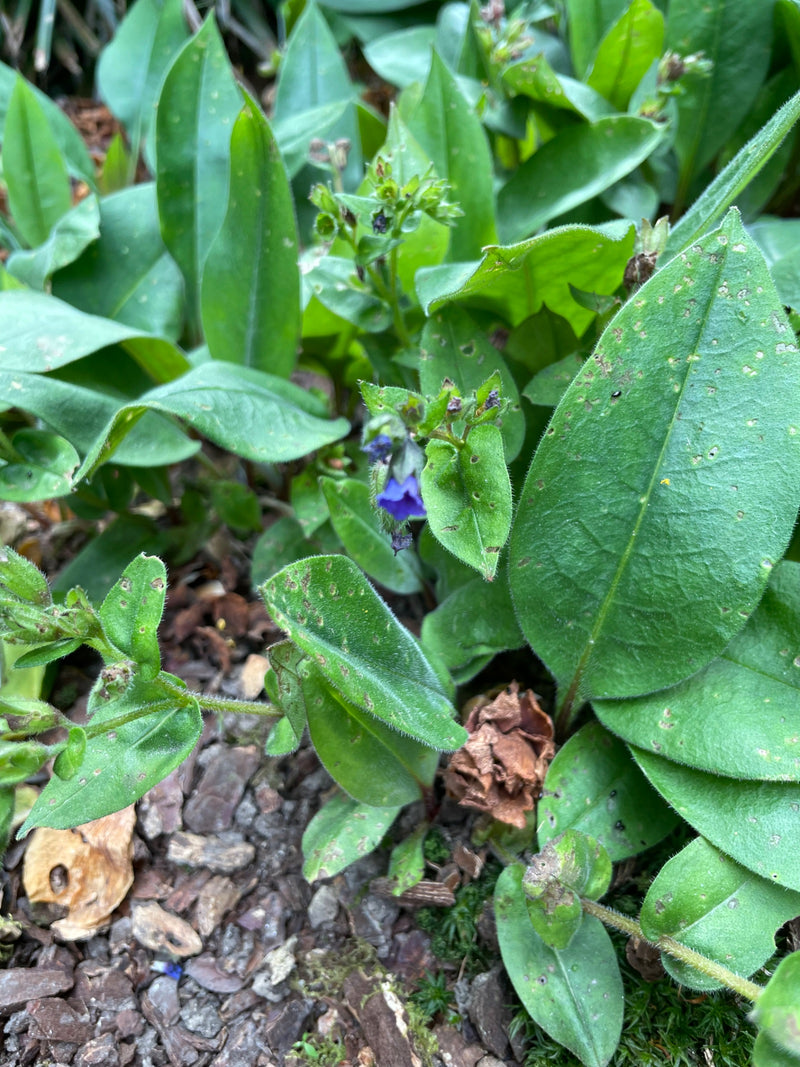 Polmonaria — Bild 1