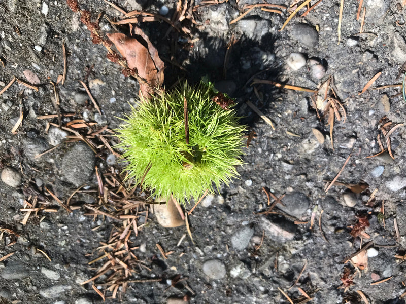 Una capsula di frutto verde e molto spinosa di un castagno dolce si trova su un terreno sassoso tra aghi secchi.