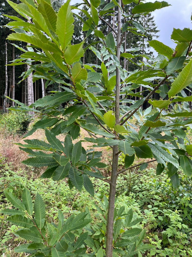 Si vede un giovane castagno con foglie caratteristiche allungate e dentate. La foto mostra l'albero in un ambiente boschivo.