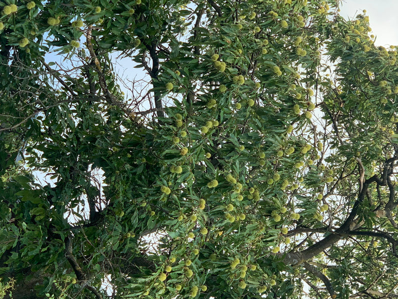 Si vede la chioma verde di un castagno con numerose foglie caratteristiche e ricci spinosi in fase di maturazione. Lo scatto mostra una vista dal basso tra i...