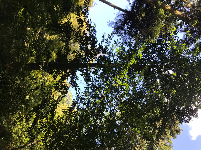 La foto mostra una vista dal basso nella chioma di un castagno con le sue foglie caratteristiche. Le cime degli alberi si stagliano contro il cielo luminoso.