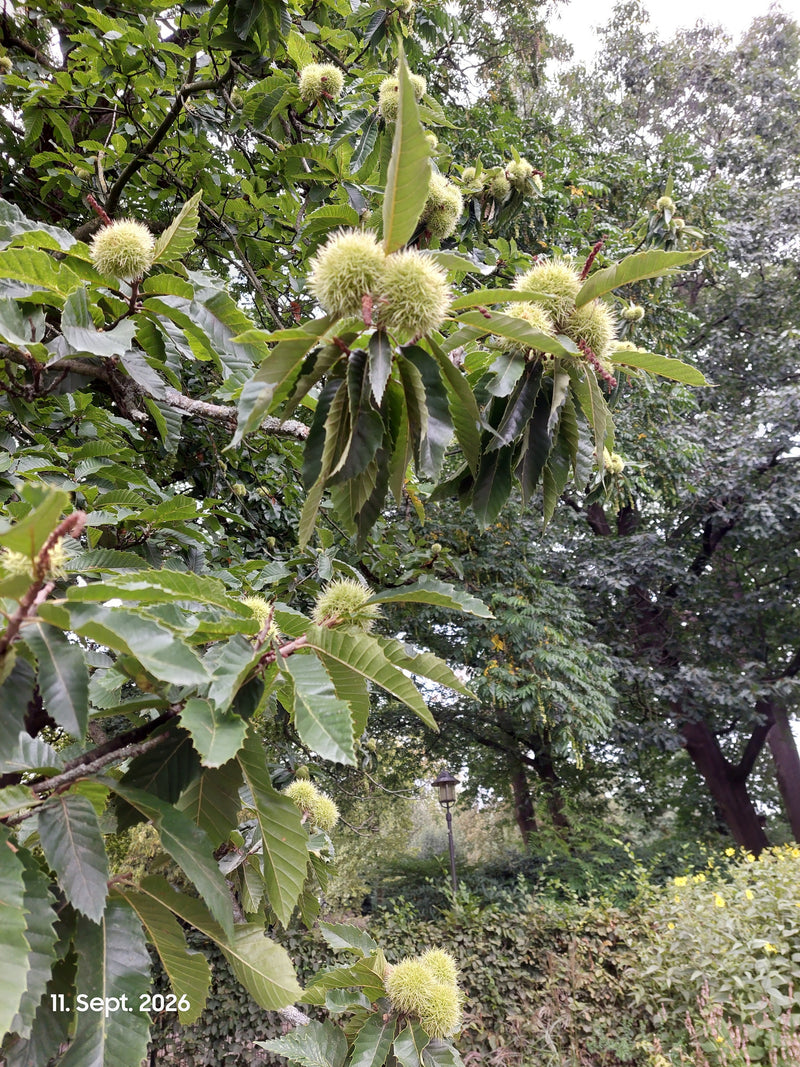 Sono visibili i caratteristici ricci spinosi e le foglie dentate di un castagno su un ramo. Lo scatto mostra l'albero nel suo ambiente naturale.