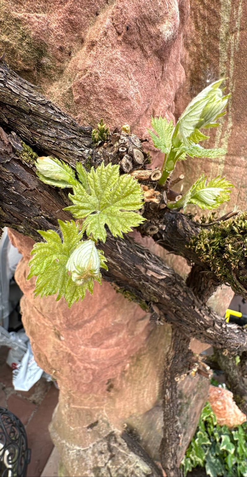 Vino ornamentale — Bild 1