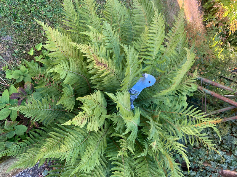 Una rigogliosa felce in un giardino, tra le cui fronde è posizionata una statuetta di uccello blu.