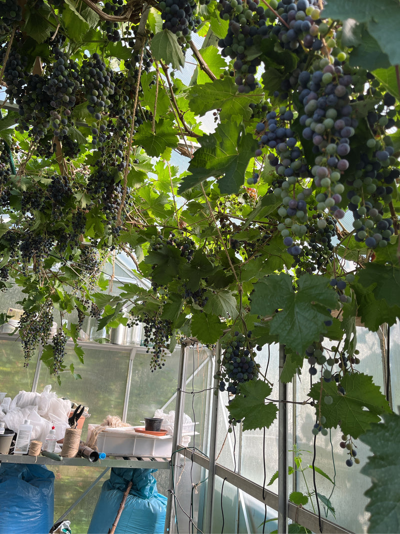 L'immagine mostra uva matura e foglie verdi di una vite appese a una struttura all'interno di una serra.
