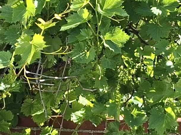L'immagine mostra foglie verdi e viticci di una vite. La pianta cresce fittamente contro un muro esterno.