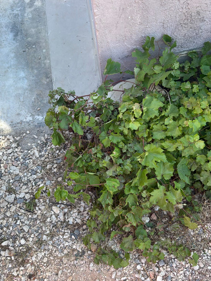 Si vede una vite in crescita rigogliosa con caratteristiche foglie lobate e germogli rossastri che cresce su un terreno di ghiaia davanti al muro di una casa.