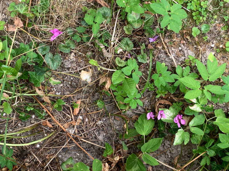 Efeu-Alpenveilchen — foto 1 di 1