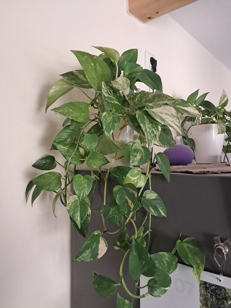 L'immagine mostra una pianta di pothos sana in vaso, posizionata su un mobile e ricadente. Le foglie dalla caratteristica variegatura sono ben visibili.