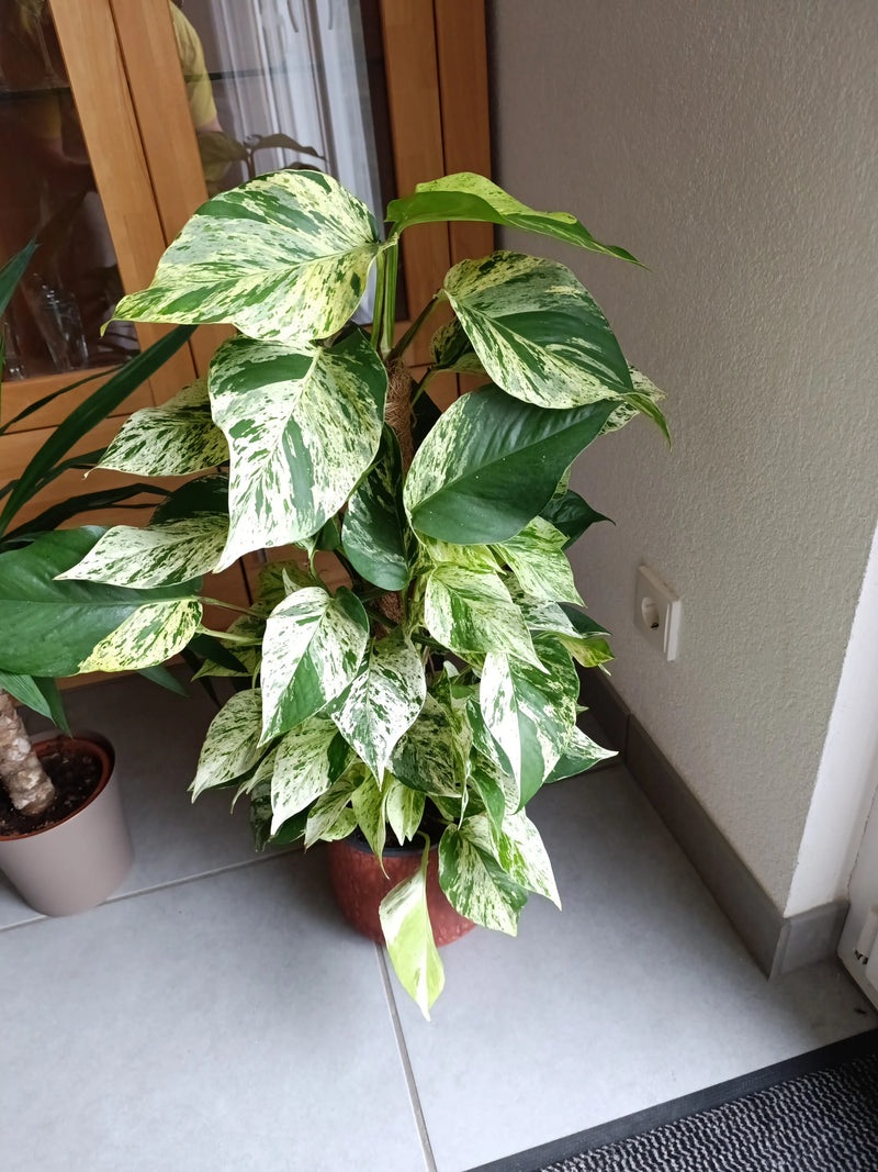 Un potos variegato cresce lungo un tutore in un vaso da fiori su un pavimento piastrellato per interni.