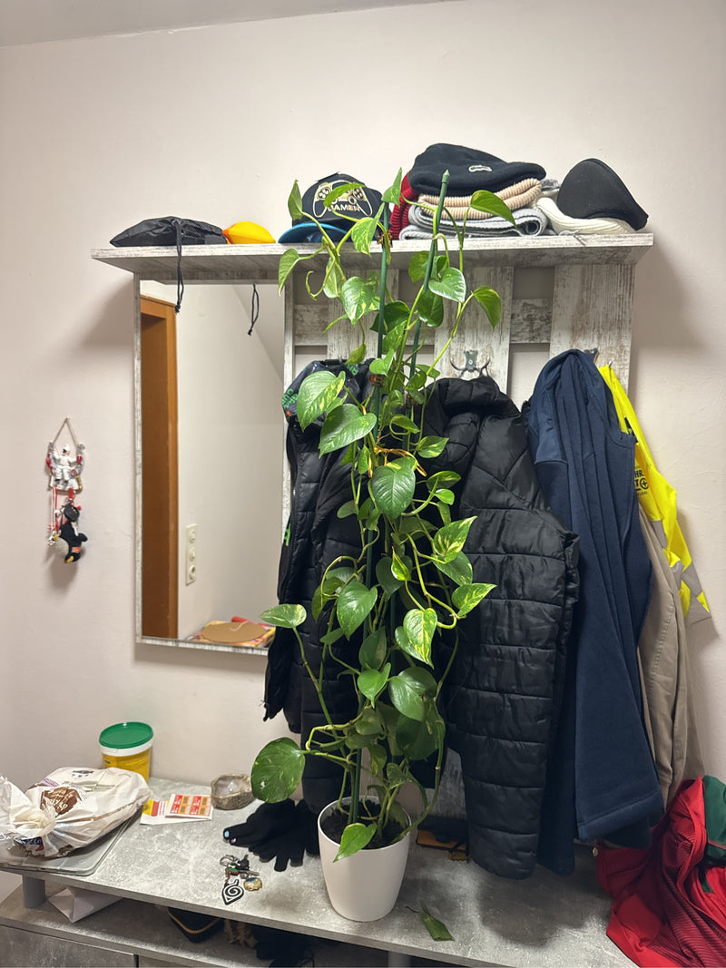 Un pothos alto in un vaso bianco si trova davanti a un attaccapanni all'interno.