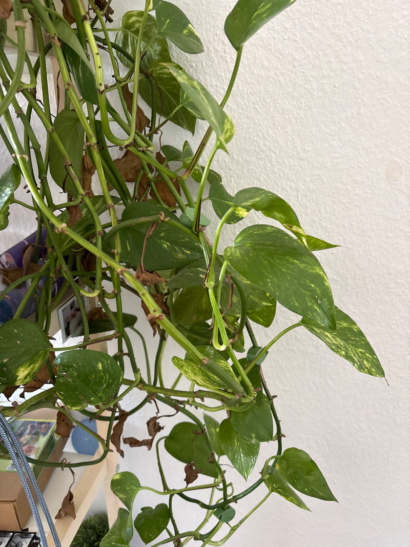 Si vede una Pothos con foglie caratteristiche verdi e gialle e lunghi steli che crescono davanti a una parete chiara.