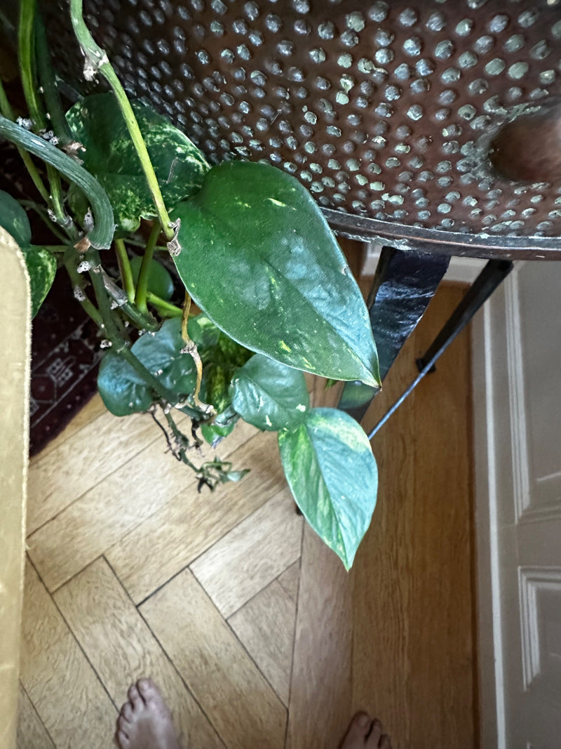 È visibile un pothos con foglie verdi leggermente panasciate e steli. La pianta cresce in un ambiente interno sopra un pavimento di legno.
