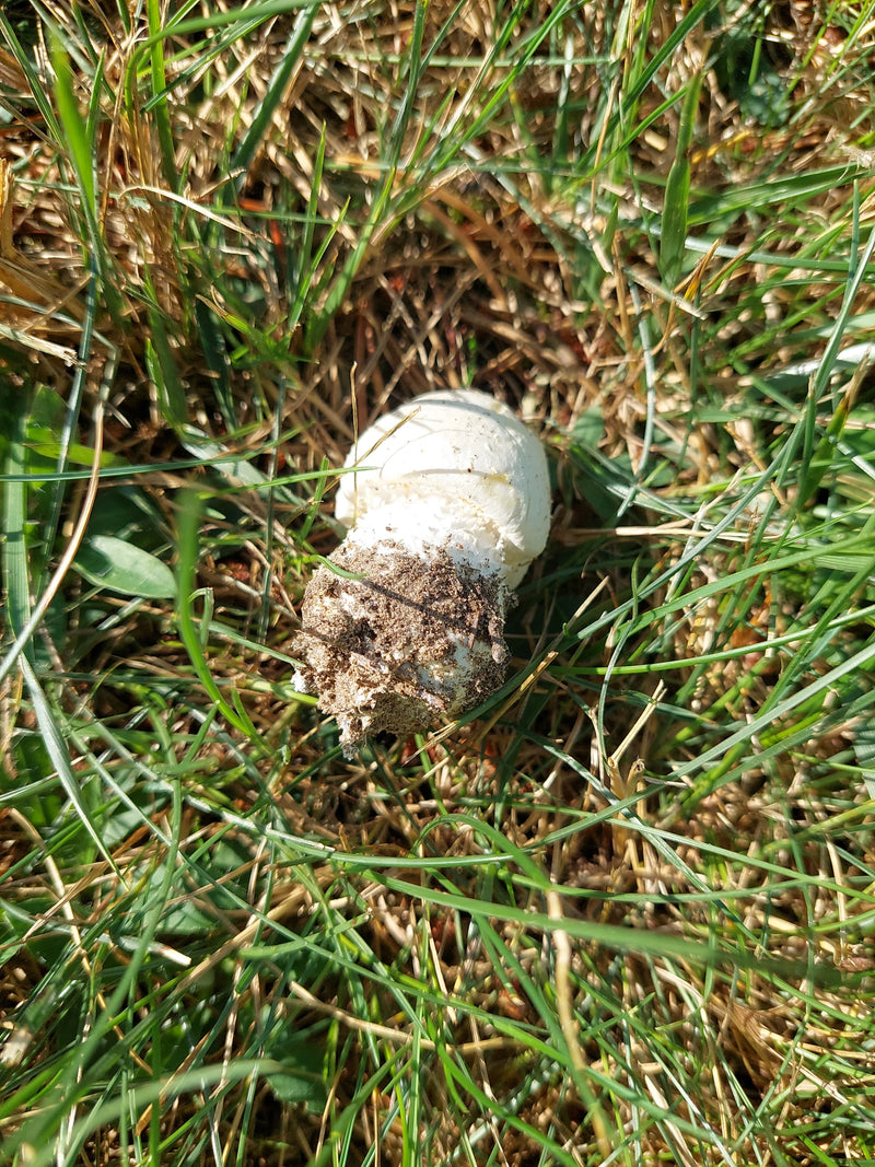Egerling (fungo) — foto 3 di 14