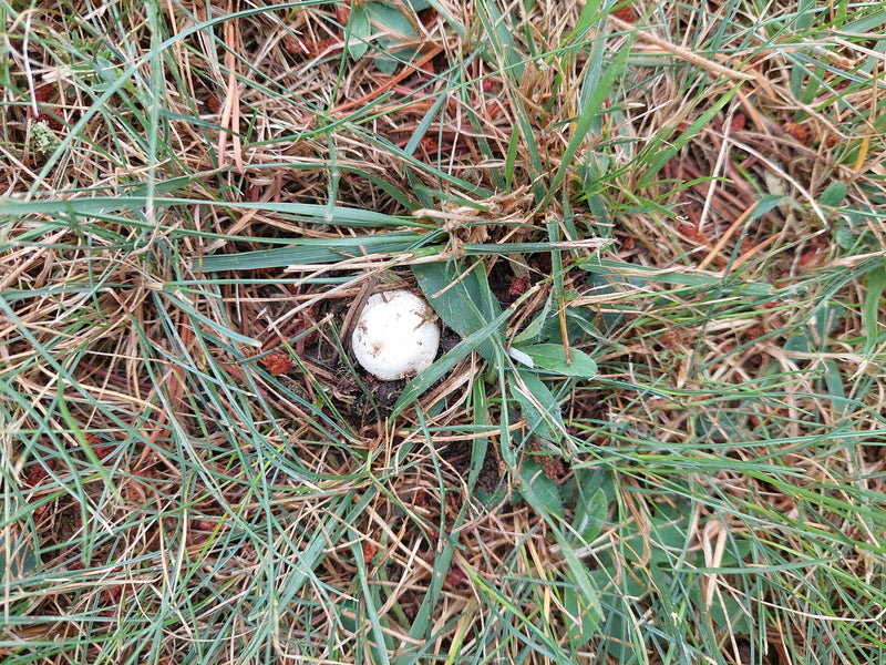 Egerling (fungo) — foto 4 di 14