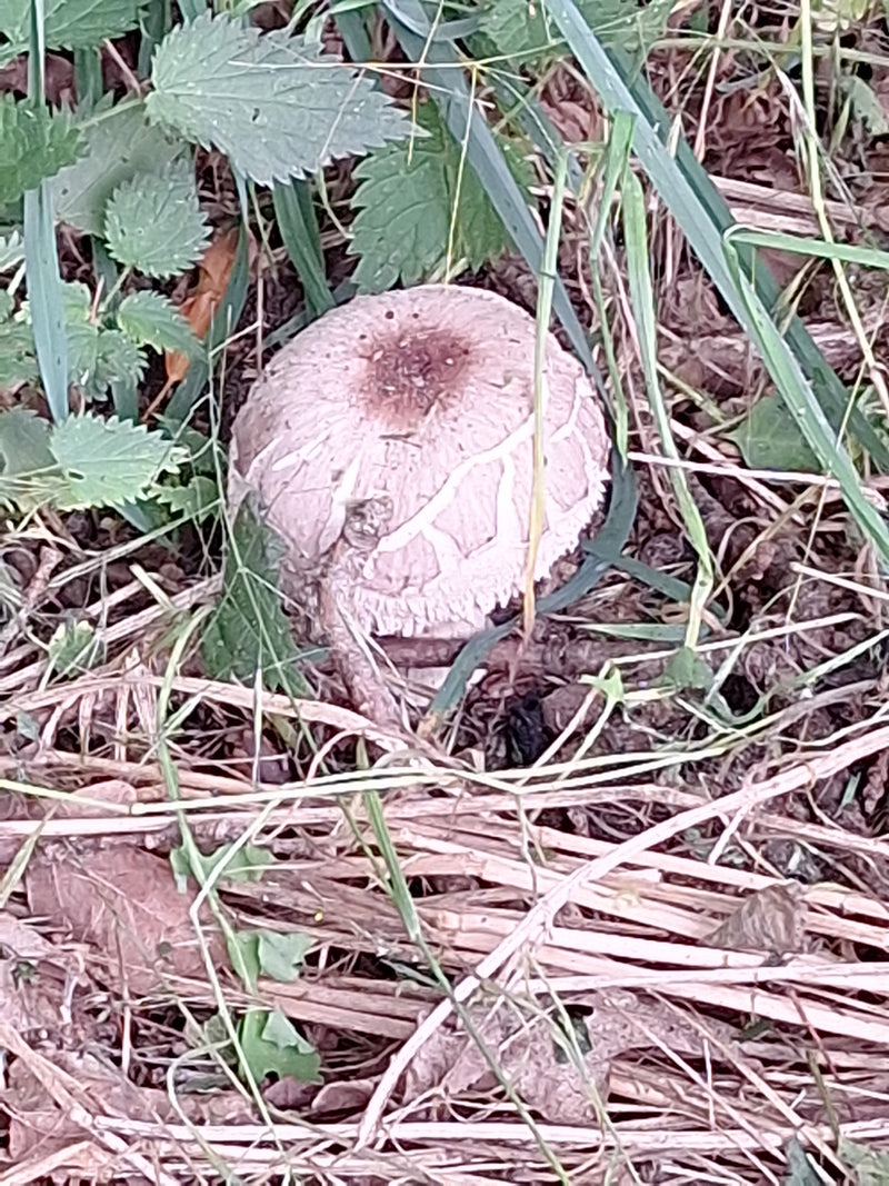 Egerling (fungo) — foto 2 di 14