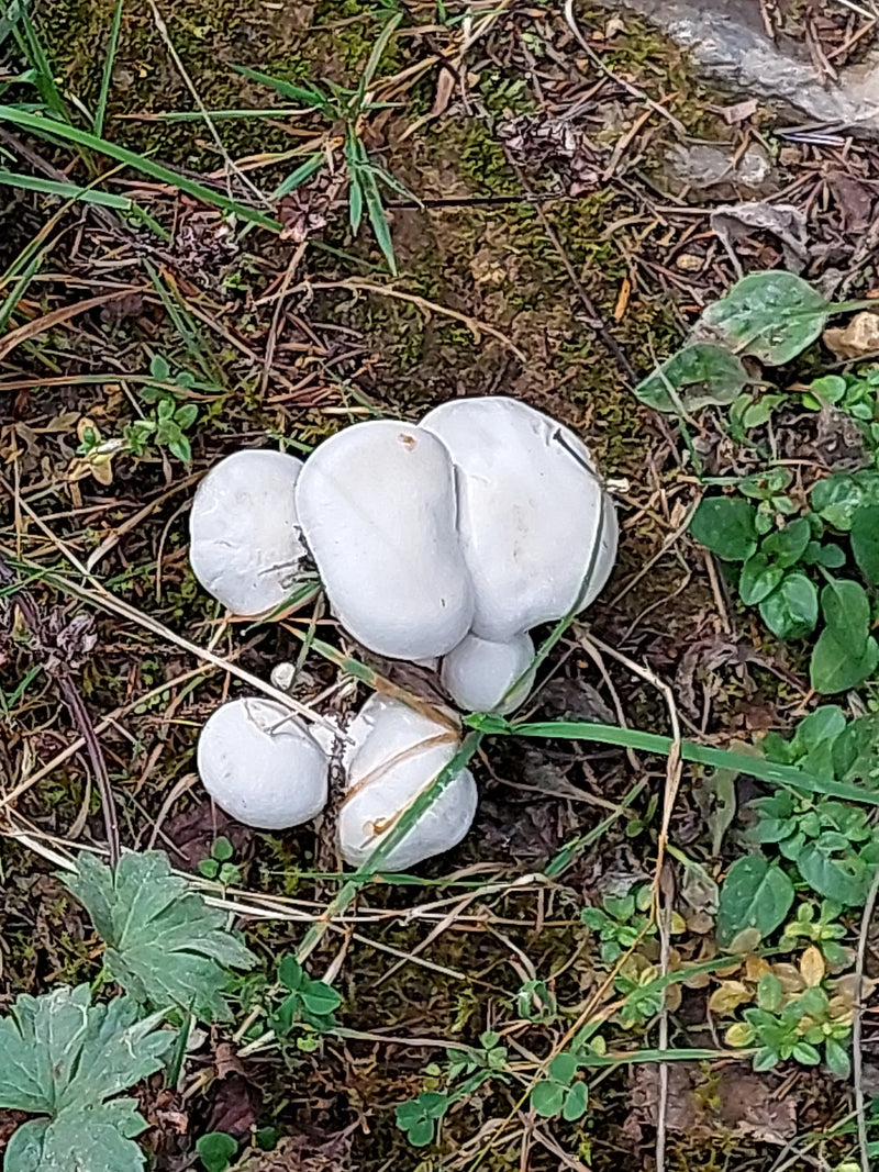 Un gruppo di prataioli bianchi cresce fittamente su un terreno coperto di aghi e muschio.