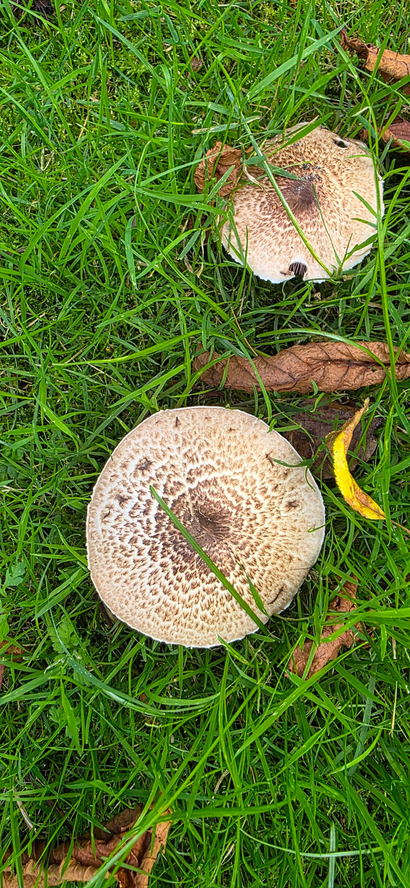 Egerling (fungo) — foto 5 di 14