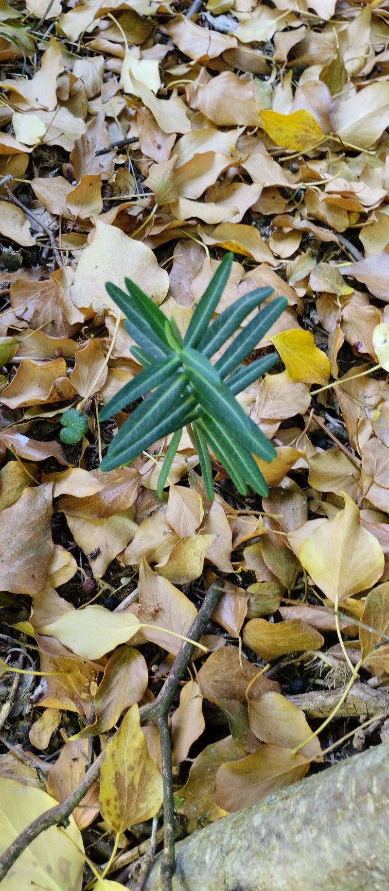 Si vede una piccola piantina di tasso con aghi verde scuro. Cresce in mezzo a foglie secche sul suolo della foresta.