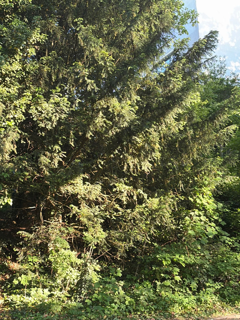 Si vede un tasso adulto con aghi densi e rami scuri. L'albero si trova in un ambiente naturale.