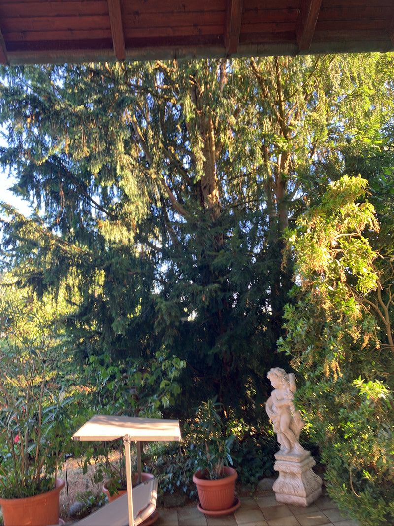 Si vede una grande conifera matura con aghi scuri che cresce in un giardino. In primo piano ci sono vasi di fiori e una piccola statua su una terrazza.