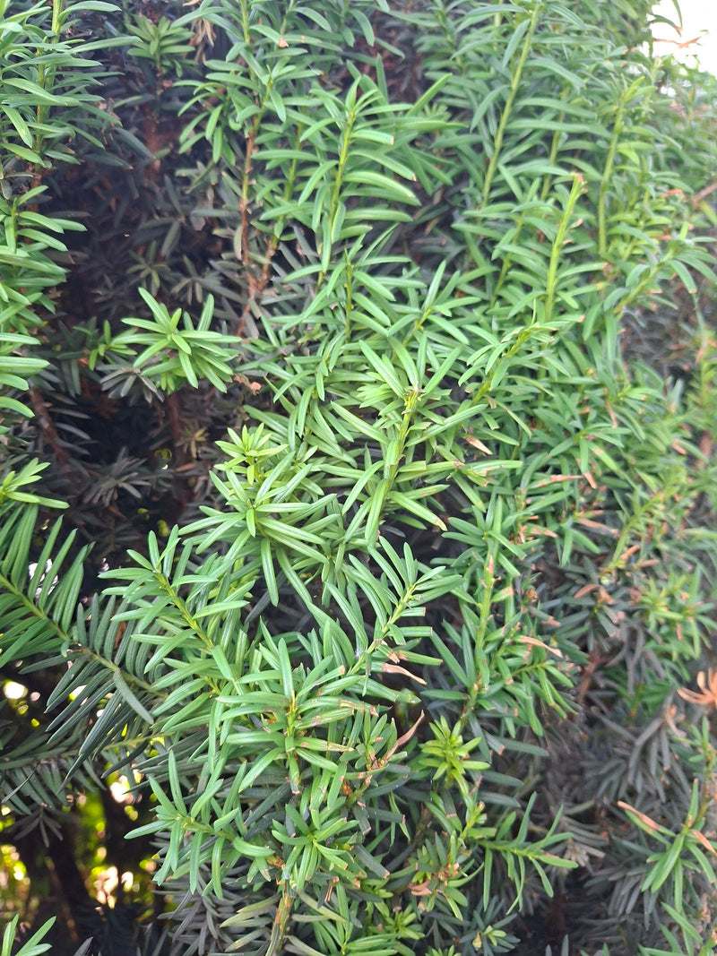 Si vede un ramo denso con i tipici aghi verde scuro di un tasso. L'immagine mostra la fine ramificazione e gli aghi della conifera.