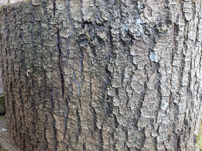 quercia — foto 1 di 3