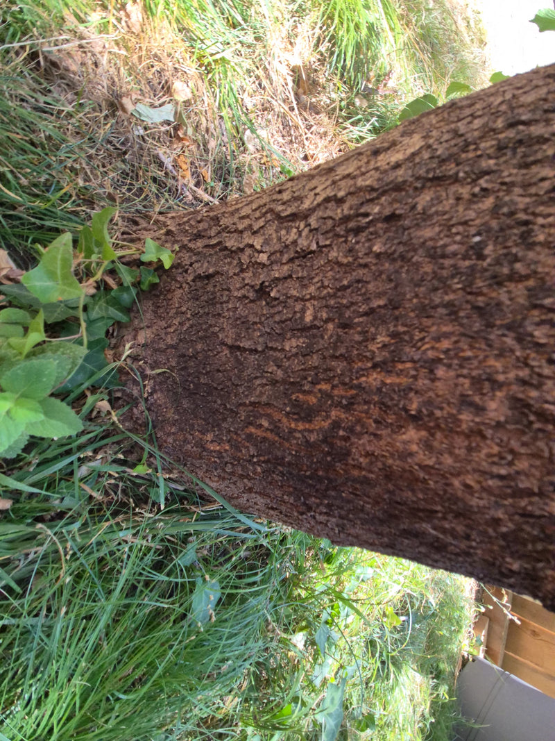 quercia — Bild 2