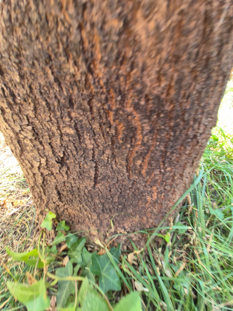 quercia — Bild 1