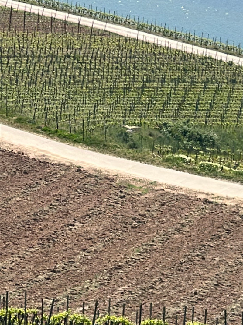 ghiandaia — foto 2 di 24