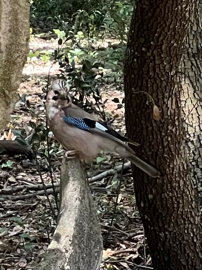 Una ghiandaia è posata su un ramo in un bosco e guarda verso la fotocamera. Le sue caratteristiche marcature alari blu e nere sono chiaramente visibili.